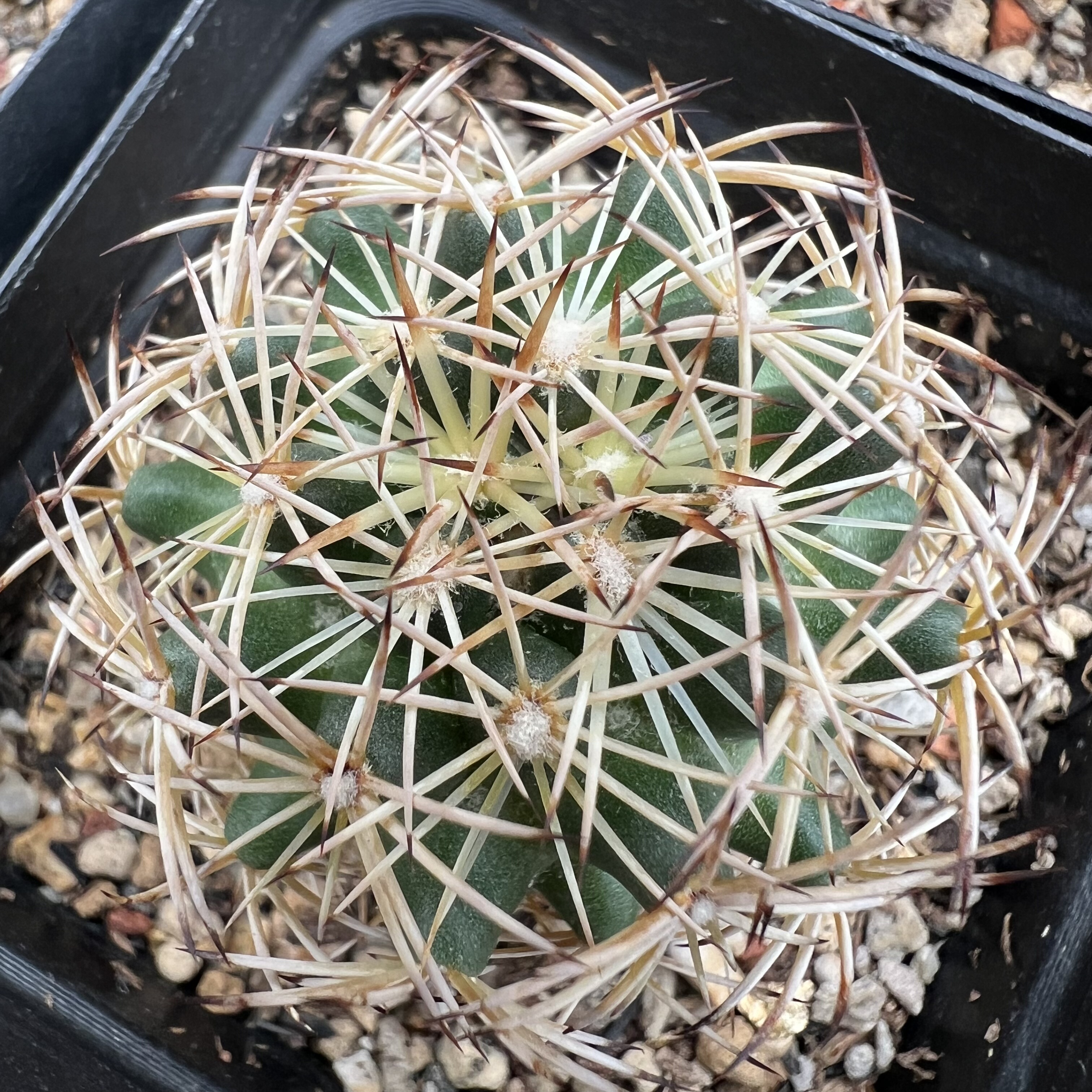 狮子奋迅顶花实生仙人球块根多肉植物绿植盆栽花卉龙舌兰卧牛