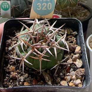 5实生水牛角粗刺碧岩玉4.1cm