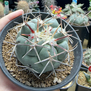 2实生顶花豪刺龙角冠6.3cm