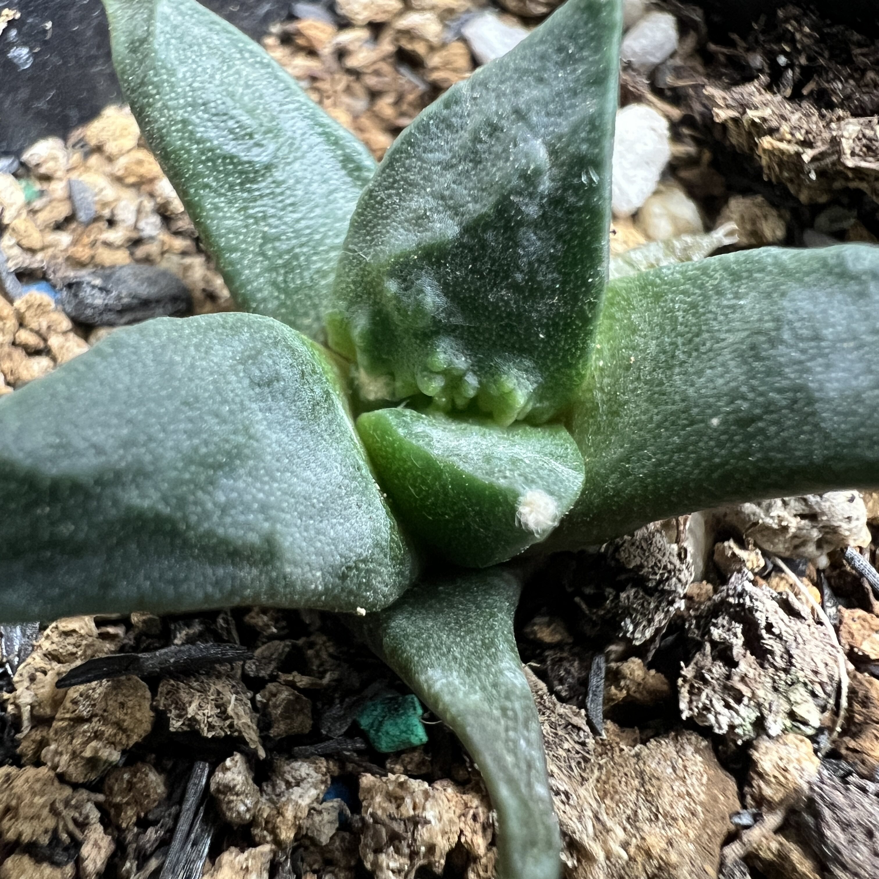 村主怒涛牡丹实生仙人球块根多肉植物绿植盆栽花卉龙舌兰