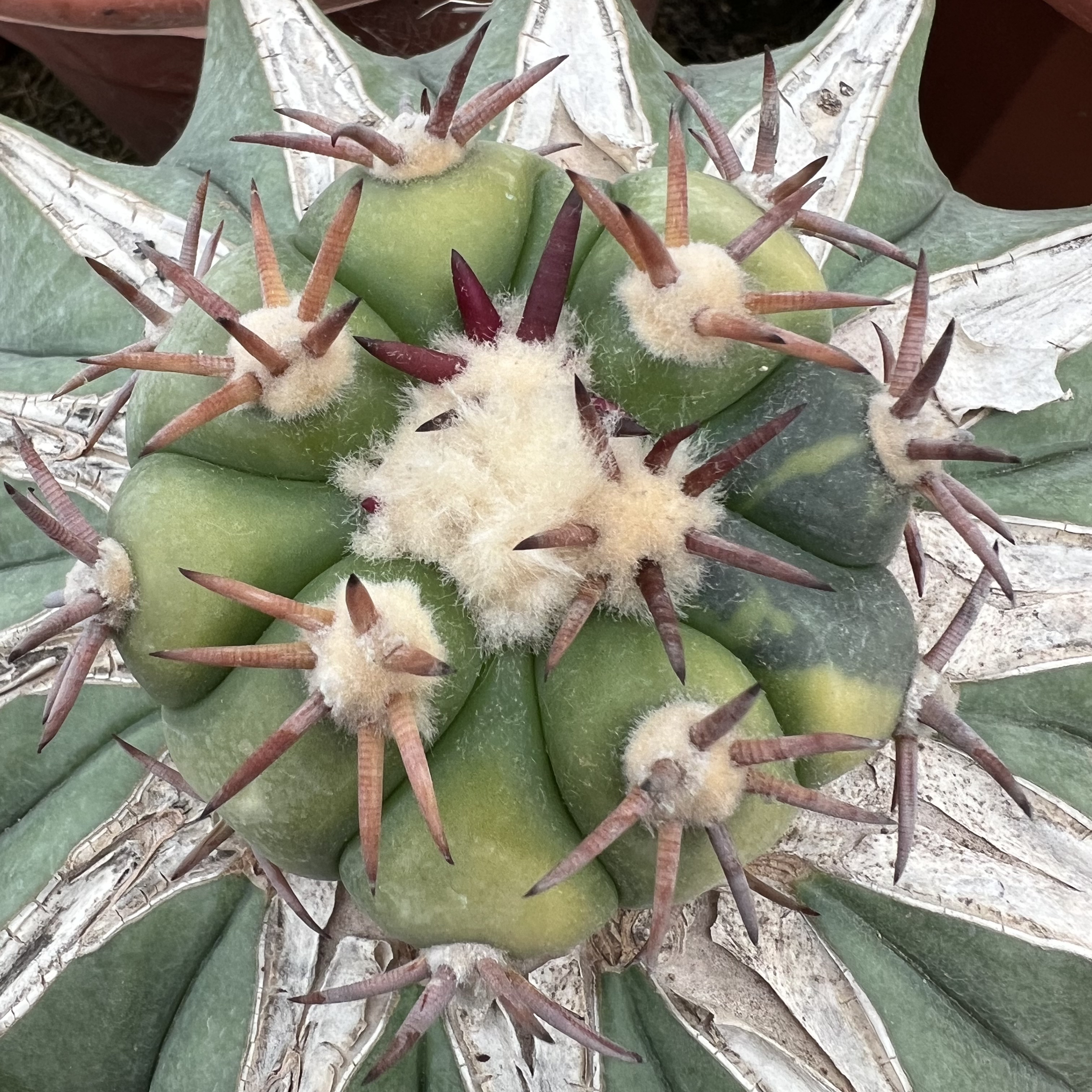 短豪刺花王丸锦老巨鸠嫁接防辐射仙人球块根多肉植物绿植盆栽花卉