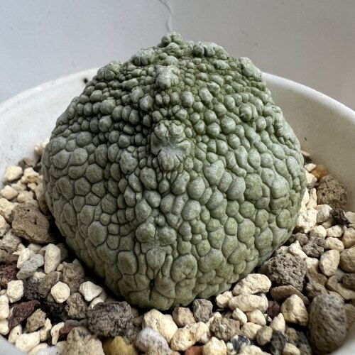 哥斯拉方凝蹄玉实生仙人球块根多肉植物绿植盆栽花卉