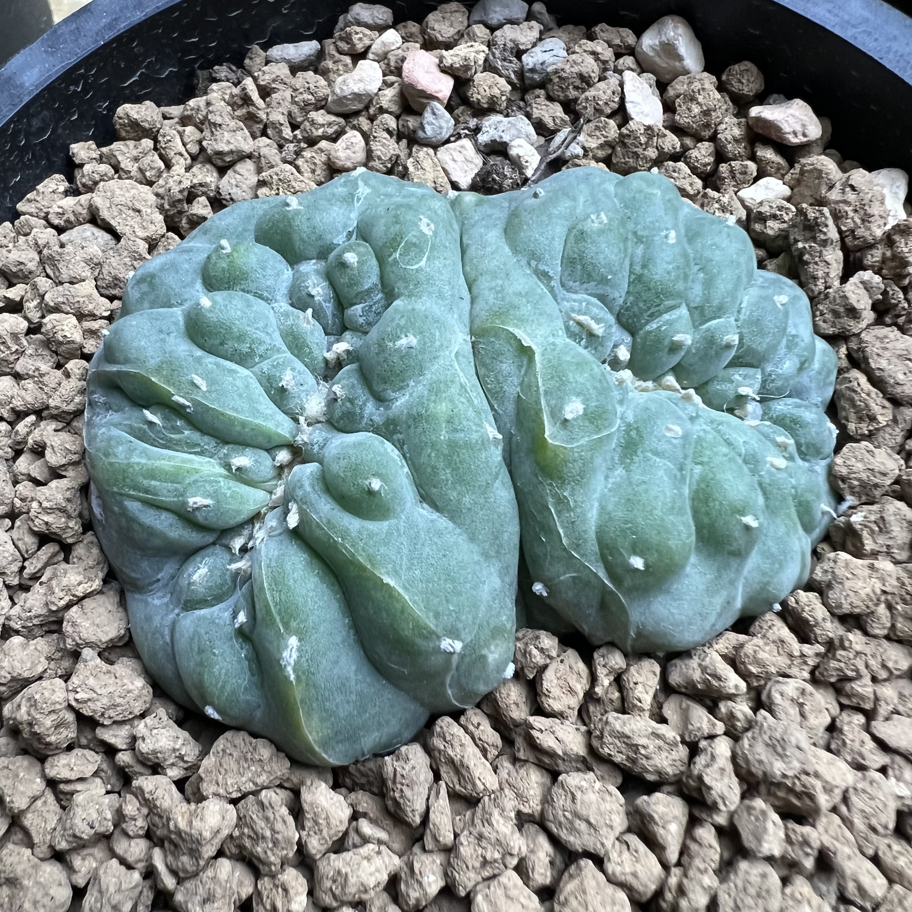 萝卜根海鲜缀化防辐射仙人球块根多肉植物绿植盆栽花卉