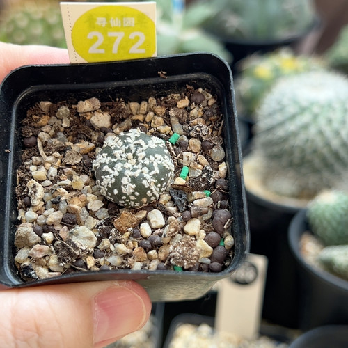 1实生带V花园兜1.9cm