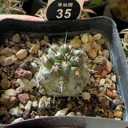 26实生带中刺上腊龙爪球黑闪玉2.8cm