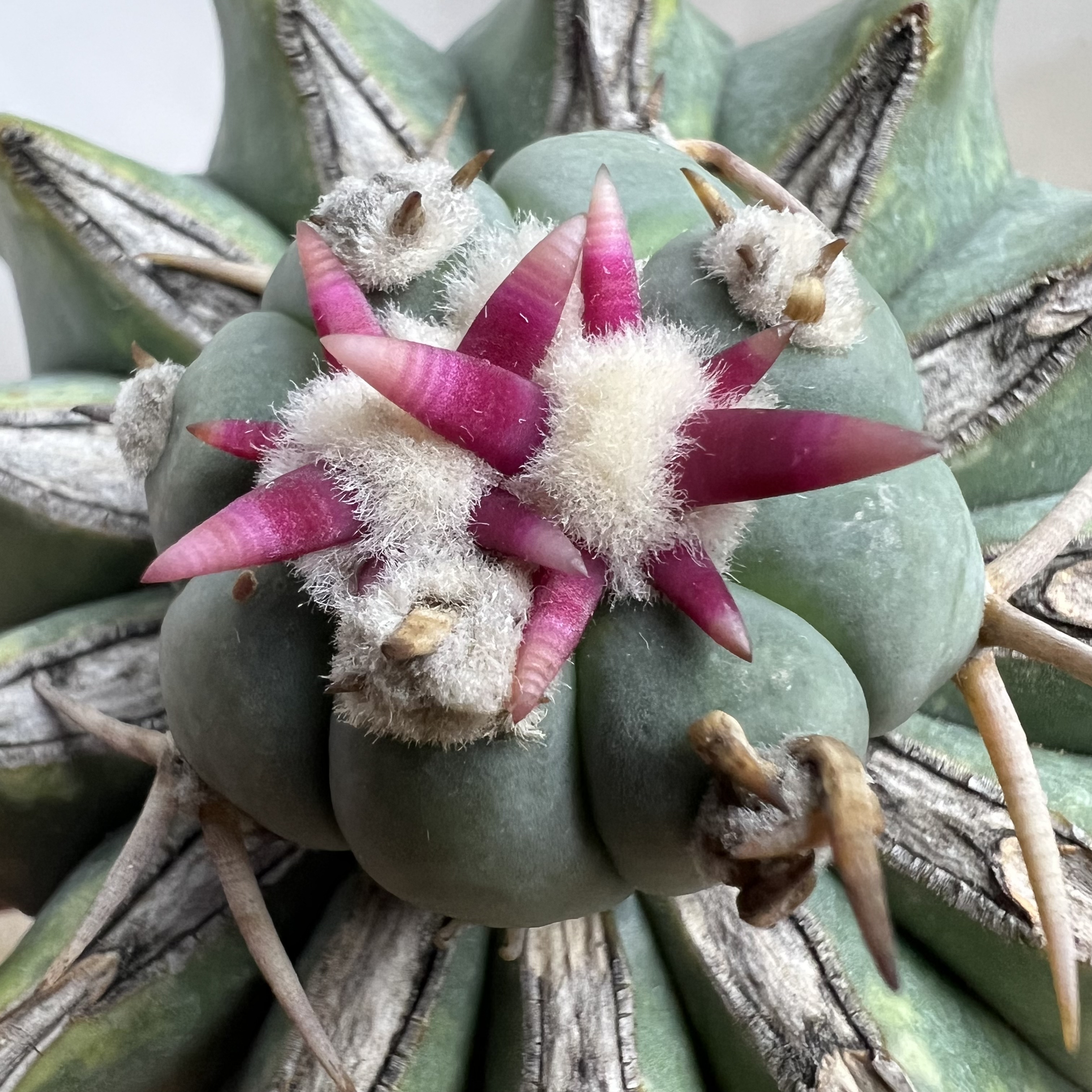 短粗刺翠平丸巨鸠嫁接已经修根防辐射仙人球块根多肉植物绿植盆栽