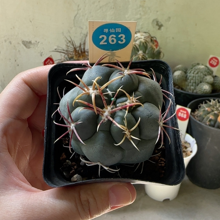 28实生泰刺高木绯冠龙5.3cm