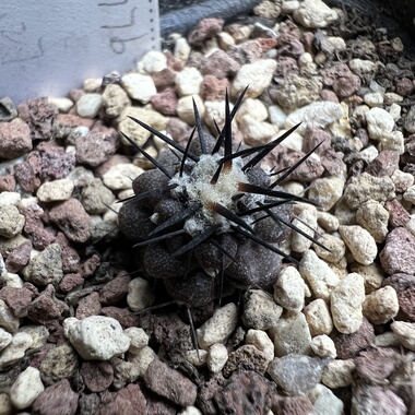 特远黑士冠GCG15277b龙爪实生防辐射仙人球块根多肉植物绿植盆栽