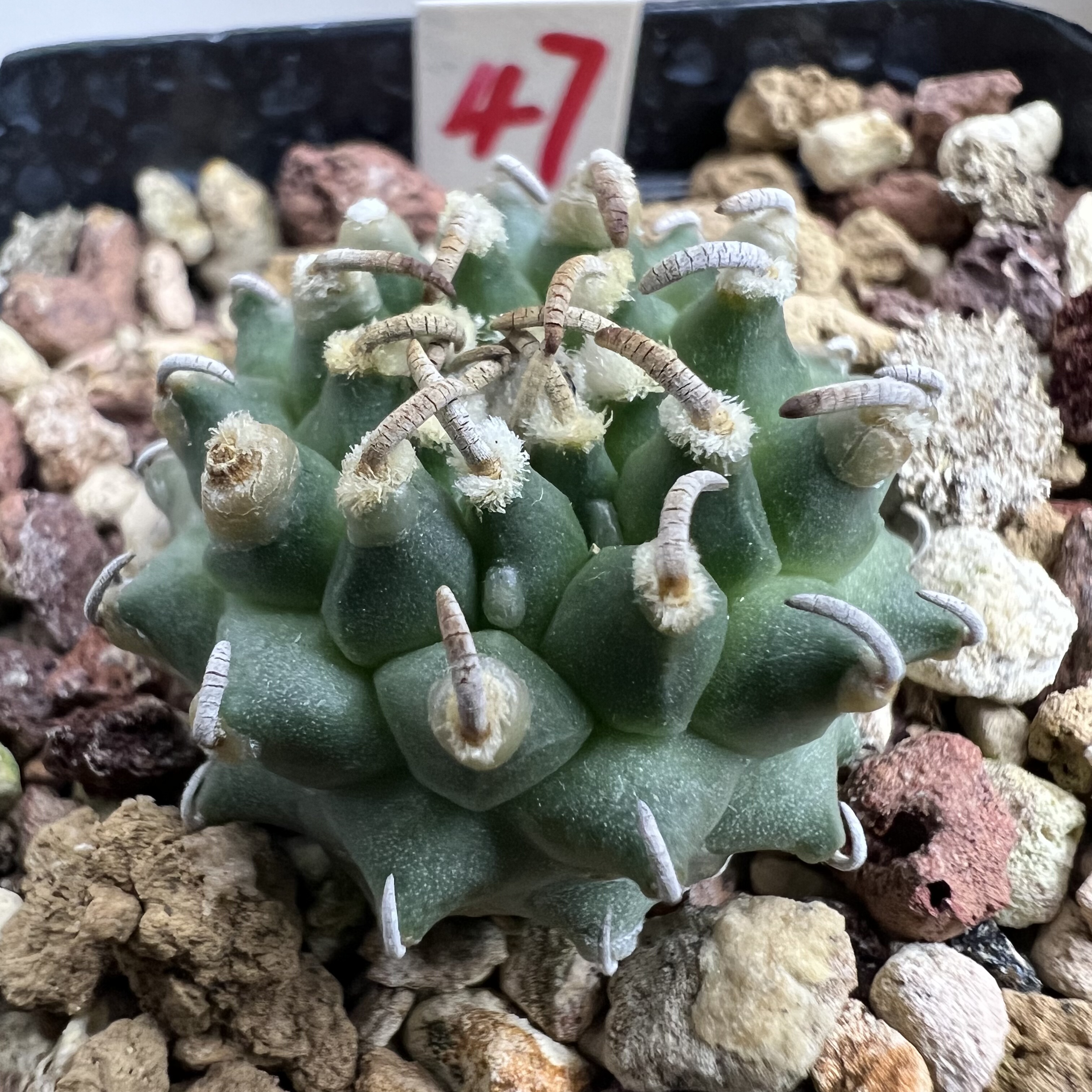 粗豪刺焦疣安德森娇丽实生仙人球块根多肉植物绿植盆栽花卉龙舌兰