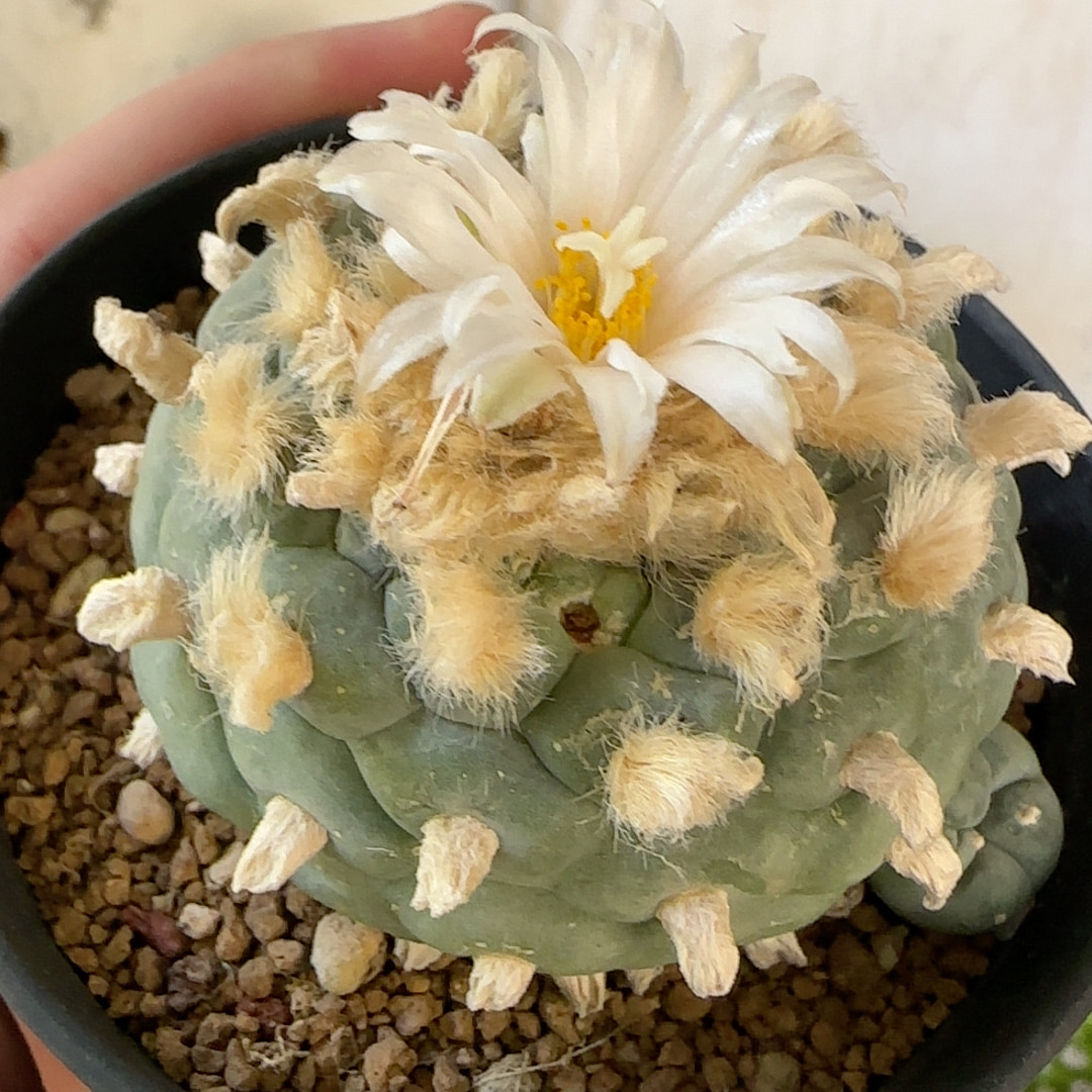 萝卜根白花长毛佛头海鲜有微瑕