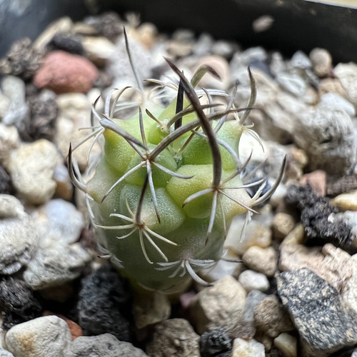 娇丽锦实生仙人球块根多肉植物绿植盆栽花卉龙舌兰