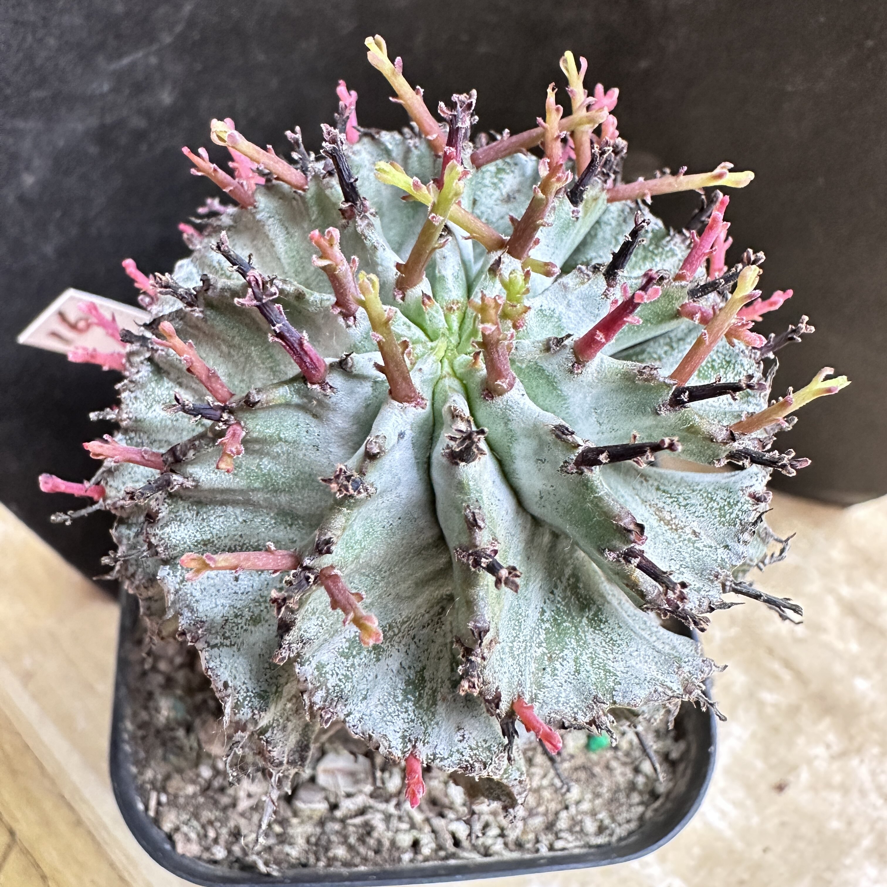 白衣魁伟玉实生仙人球块根多肉植物绿植盆栽龙舌兰卧牛