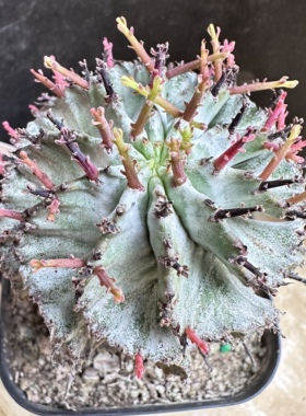 白衣魁伟玉实生仙人球块根多肉植物绿植盆栽龙舌兰卧牛