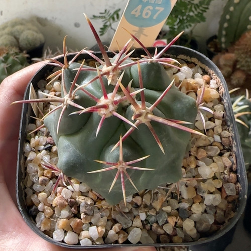 24实生带中刺豪刺大红鹰6.4cm