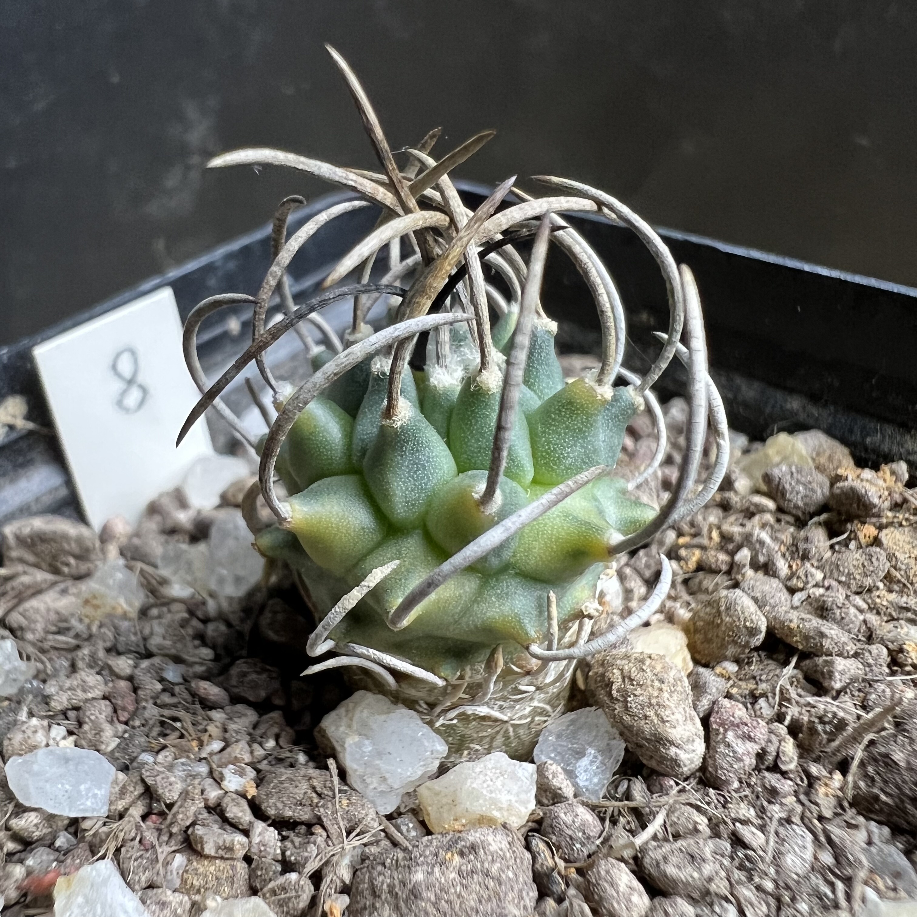 碳刺升龙丸娇丽锦防辐射仙人球块根多肉植物绿植盆栽花卉龙舌兰