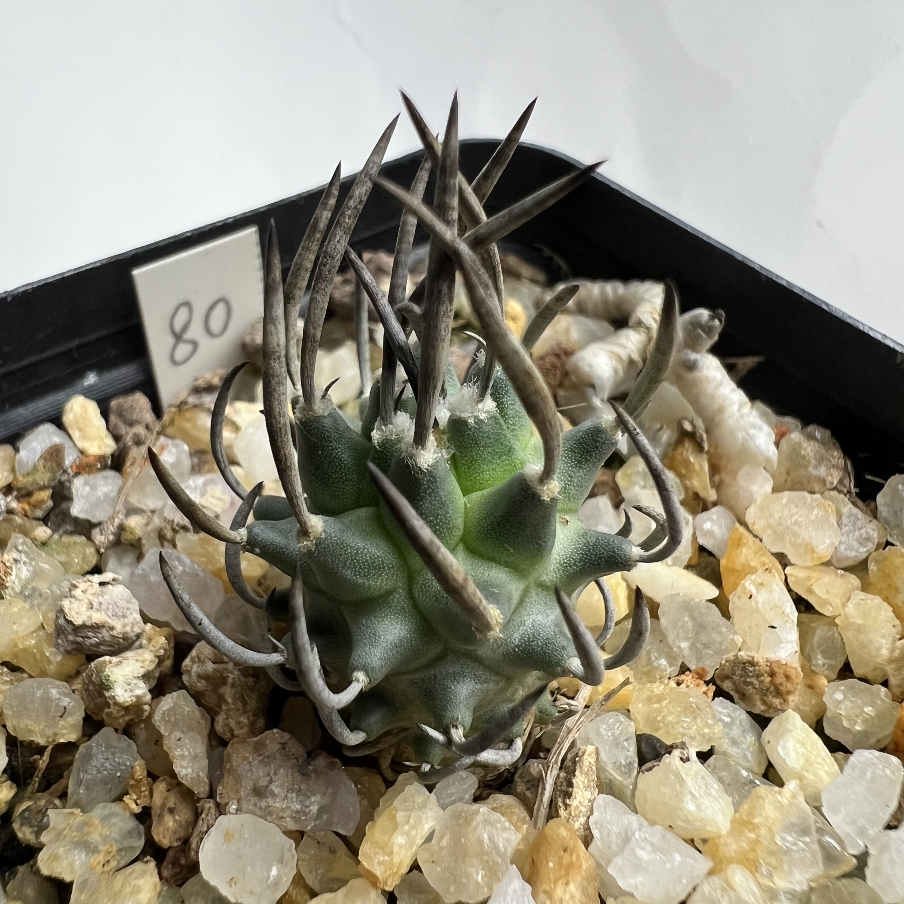 直碳刺升龙丸娇丽实生防辐射仙人球块根多肉植物绿植盆栽花卉