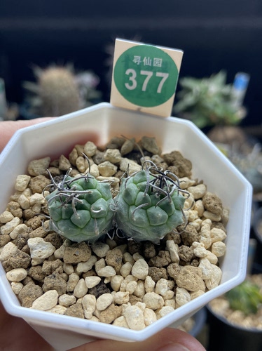 14自根双头碳刺升云龙娇丽一颗