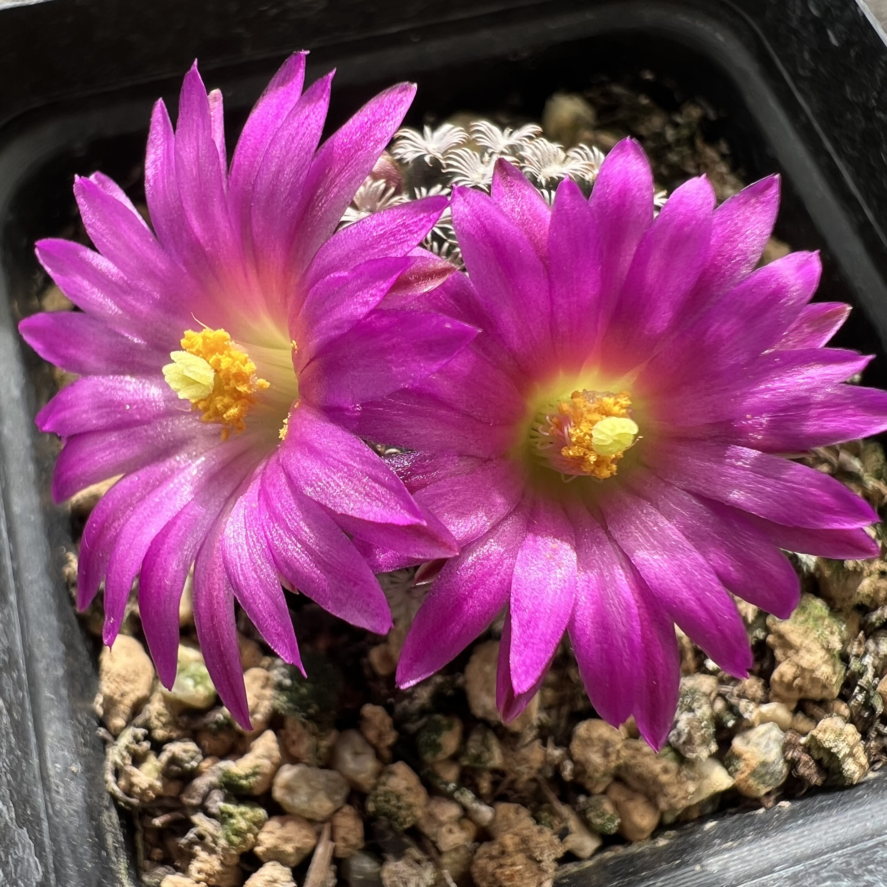 红花克氏丸实生量拍仙人球块根多肉植物绿植盆栽花卉卧牛