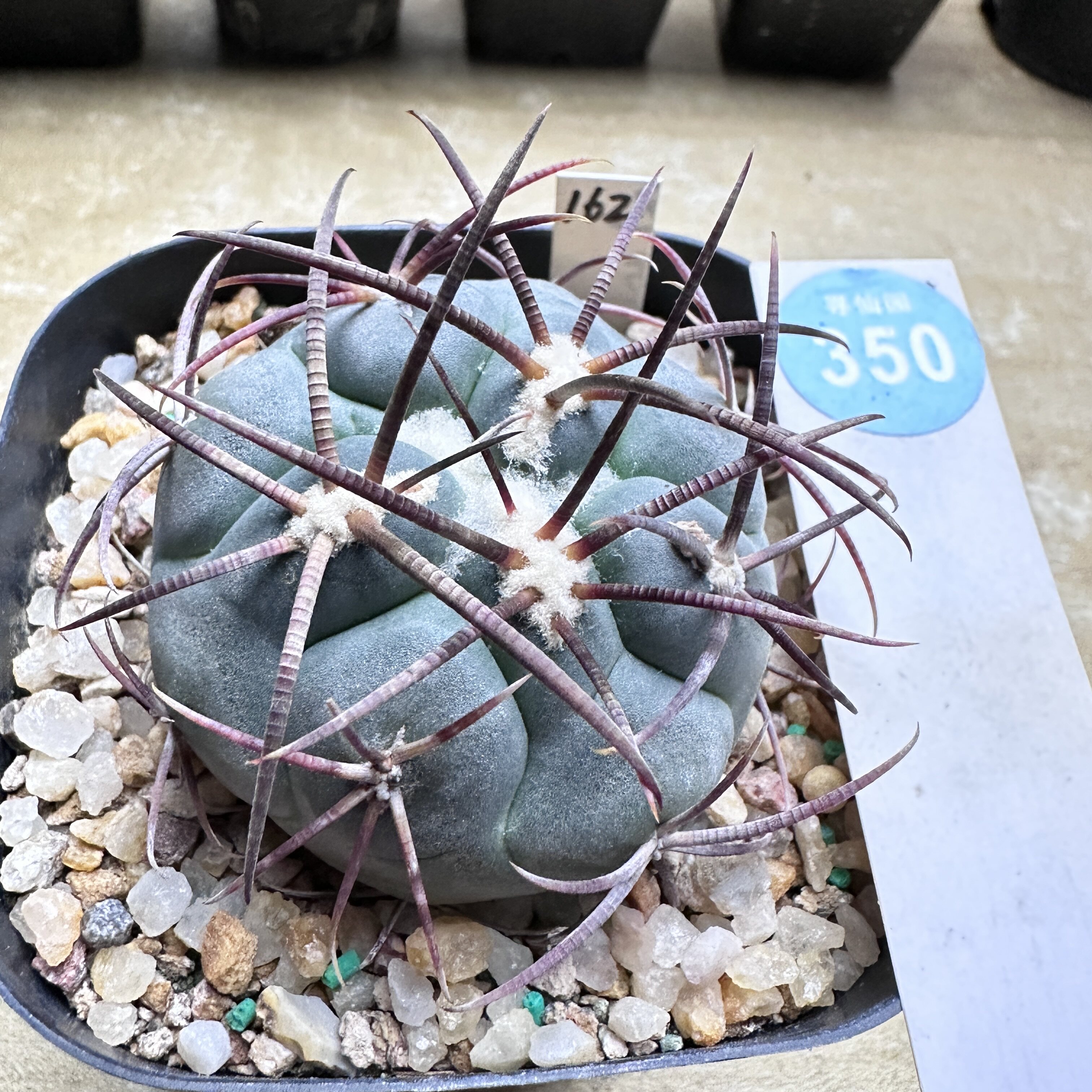 28实生狂泰刺高木绯冠龙5.1cm