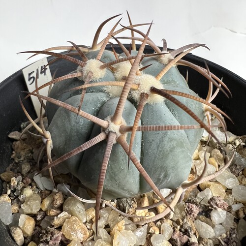 狂刺花王平丸实生仙人球块根多肉植物绿植盆栽花卉龙舌兰