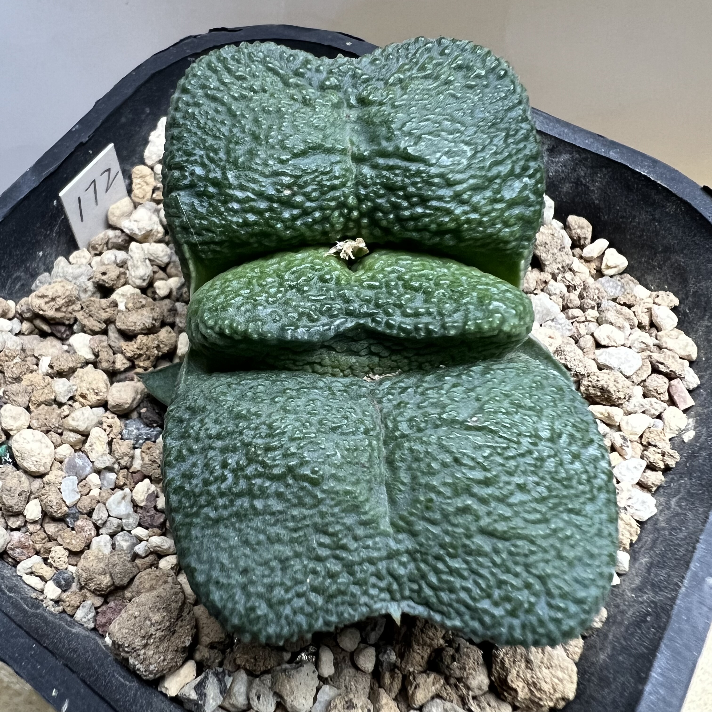 特短厚蝴蝶叶隆骨军配卧牛带崽仙人球块根多肉植物绿植盆栽花卉
