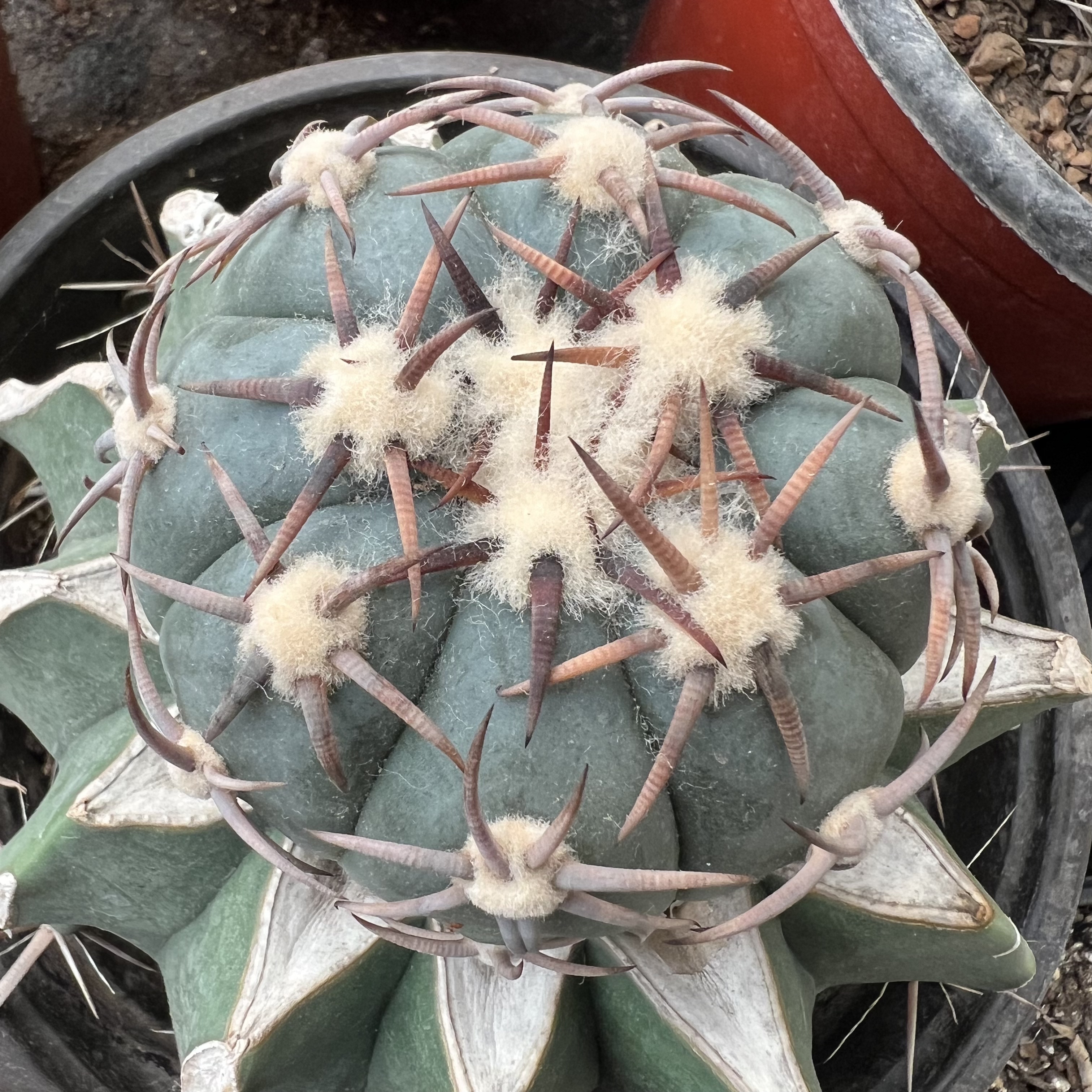 趴割刺雷帝老巨鹫玉嫁接防辐射仙人球多肉植物绿植花卉龙舌兰