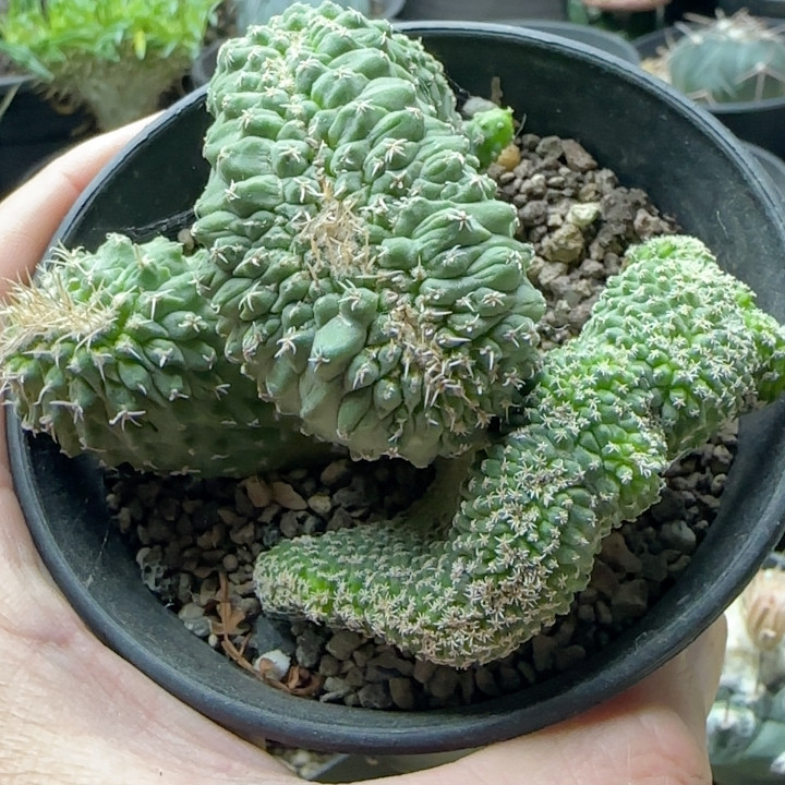 菊水缀化群实生8.5厘米左右