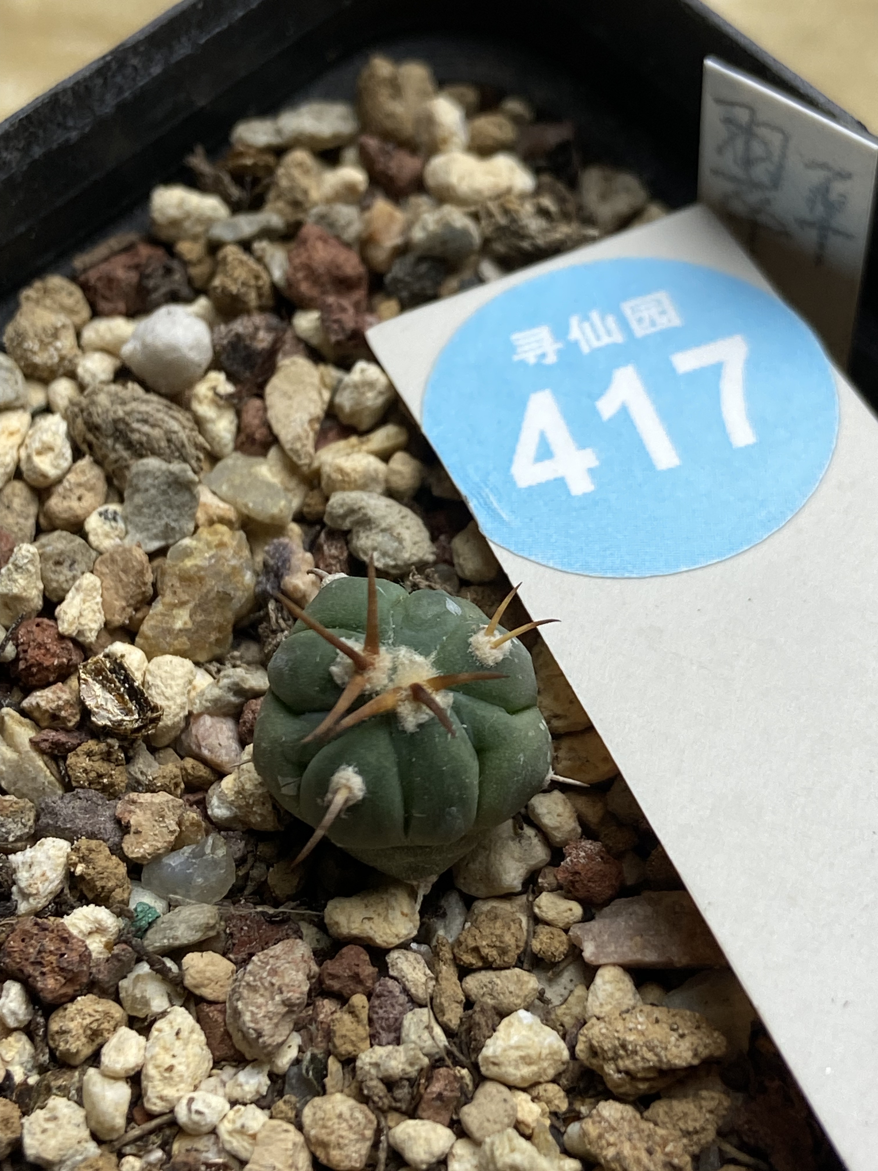 2实生豪刺翠平丸一颗1.3cm