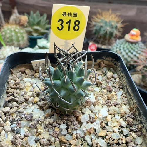 29实生粗碳刺升龙丸一颗娇丽2.2cm