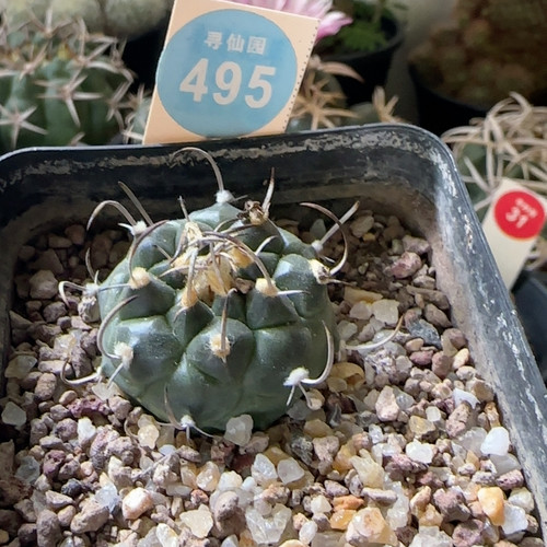 26实生优选母本幕城丸娇丽3.3cm