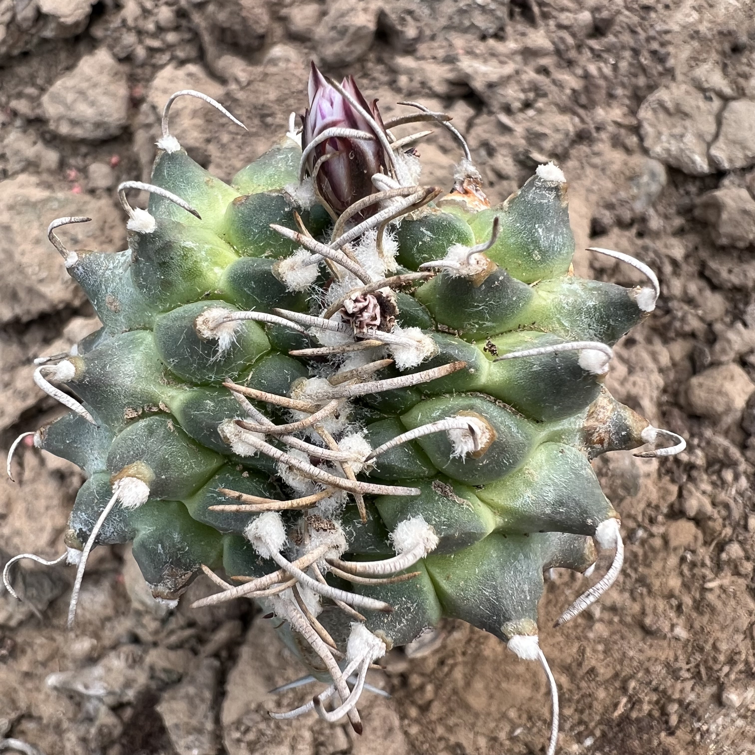 娇丽安德森缀化嫁接防辐射仙人球多肉植物绿植花卉龙舌兰