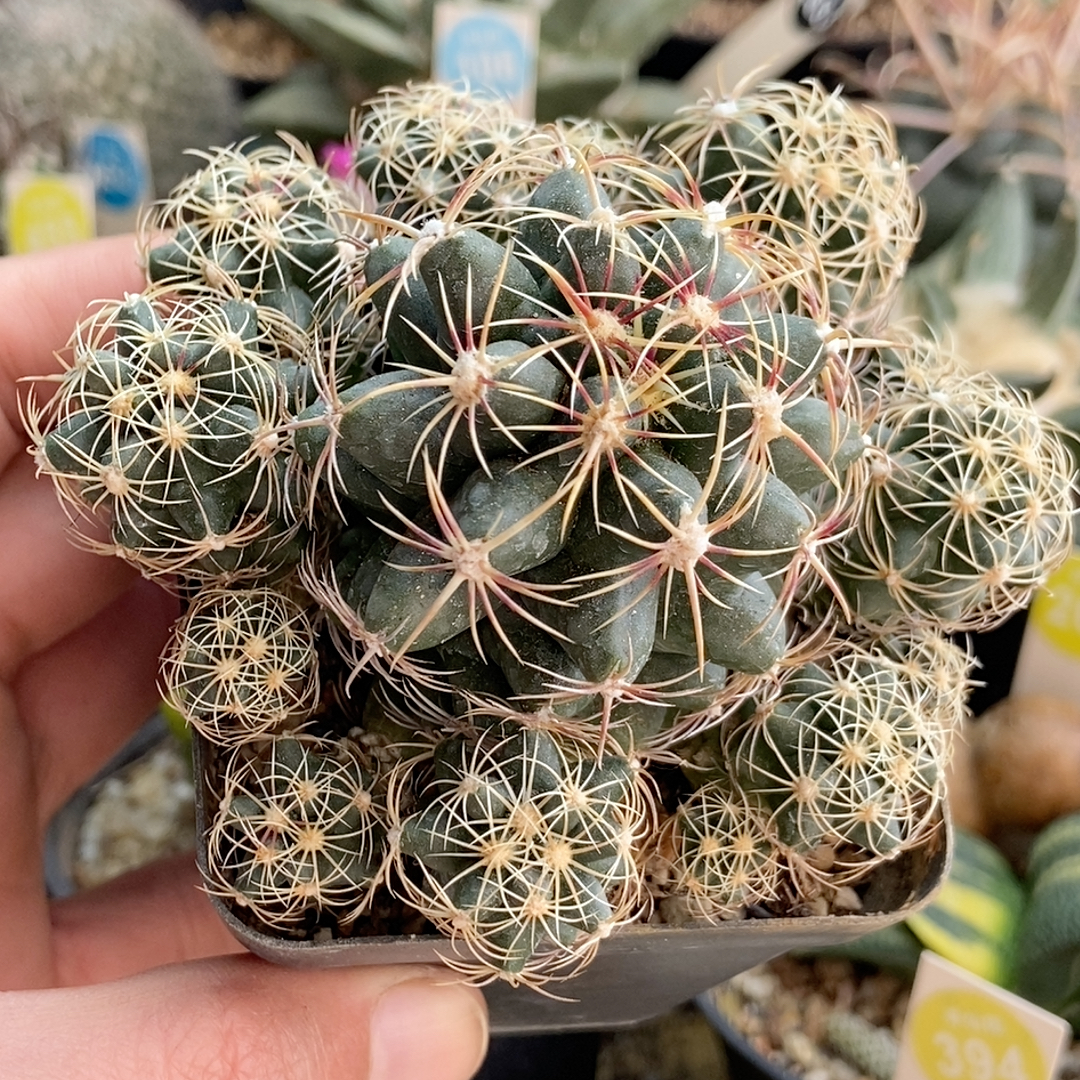 3五彩大统领群15头实生