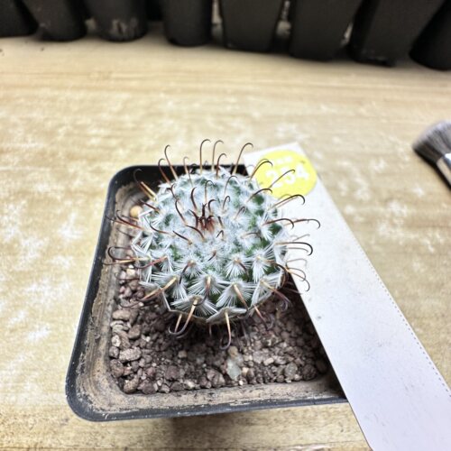 28实生优选曲刺佩雷3.6cm