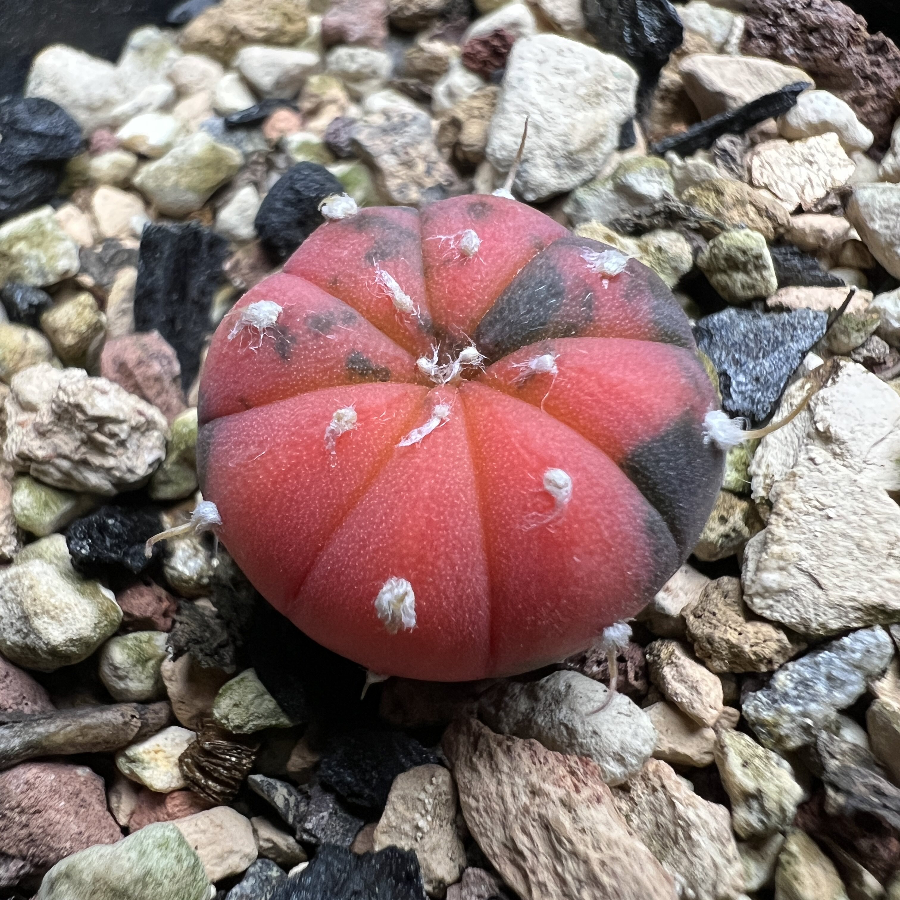 糊斑红兜锦实生仙人球块根多肉植物绿植盆栽花卉龙舌兰