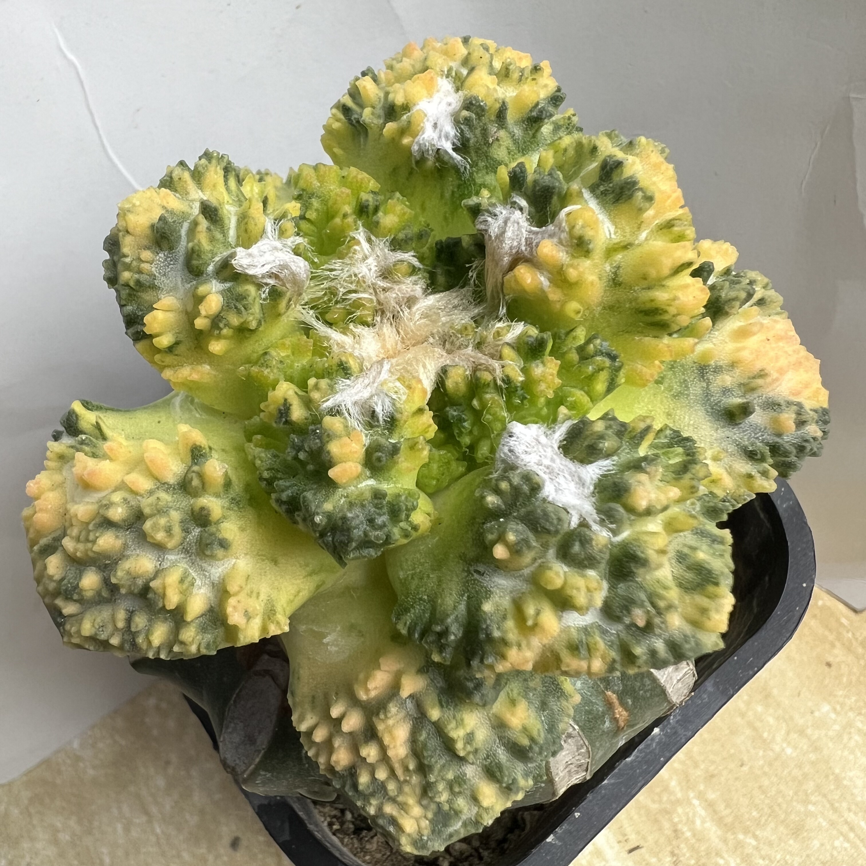 菜花牡丹锦草球嫁接防辐射仙人球块根多肉植物绿植盆栽花卉龙舌兰