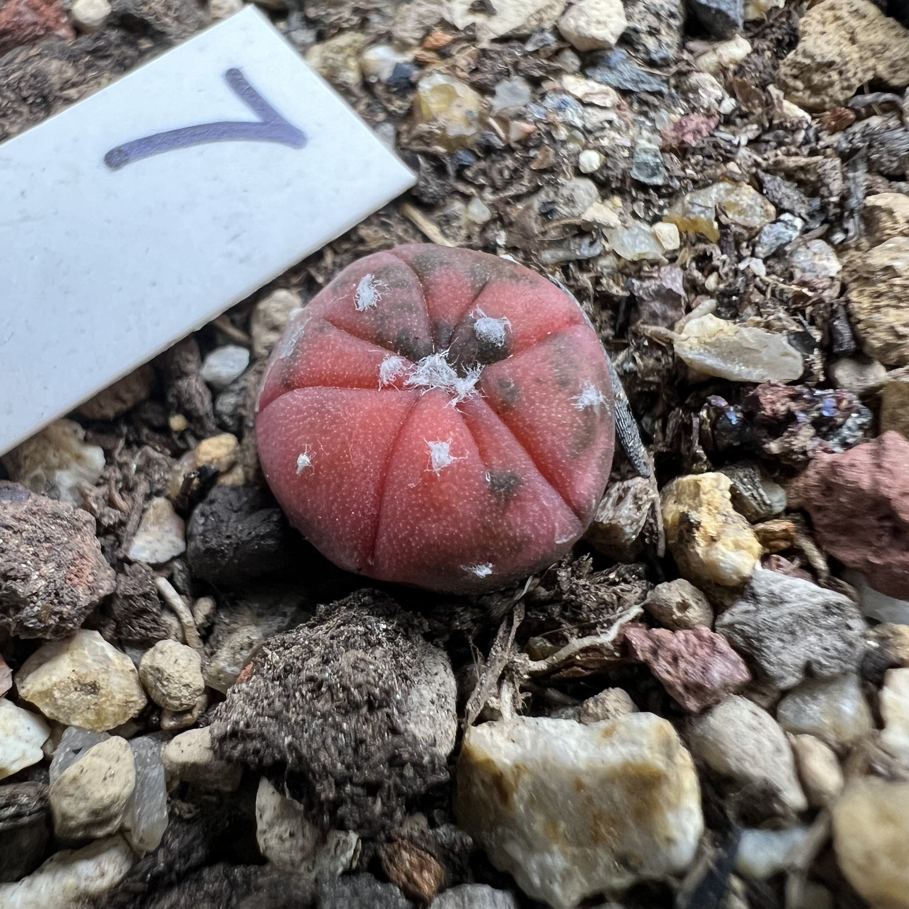 红兜锦实生仙人球块根多肉植物绿植盆栽花卉龙舌兰卧牛