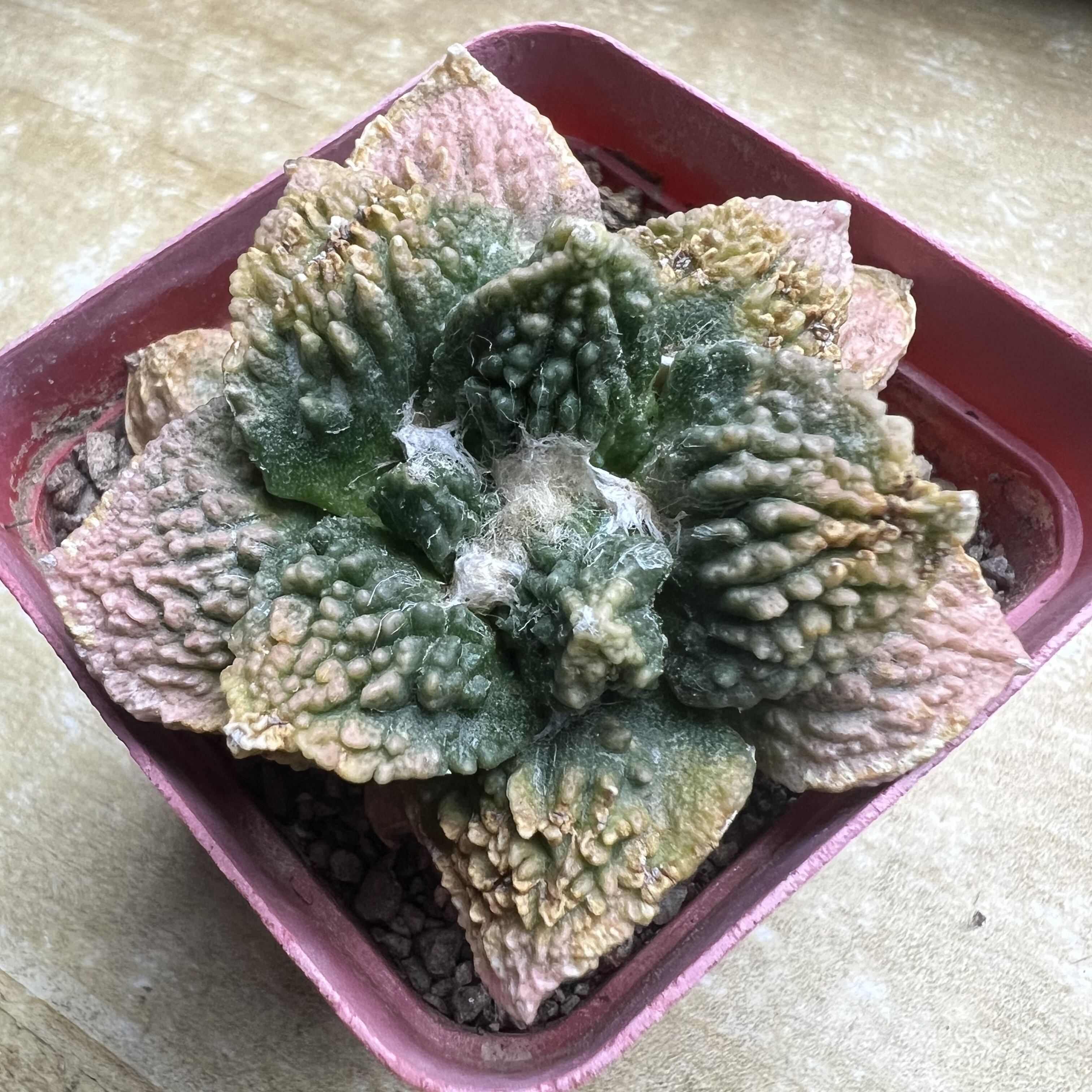 怒涛牡丹锦自根防辐射仙人球块根多肉植物绿植盆栽花卉龙舌兰