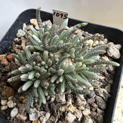 韧锦可能是白花防辐射仙人球块根多肉植物绿植盆栽龙舌兰