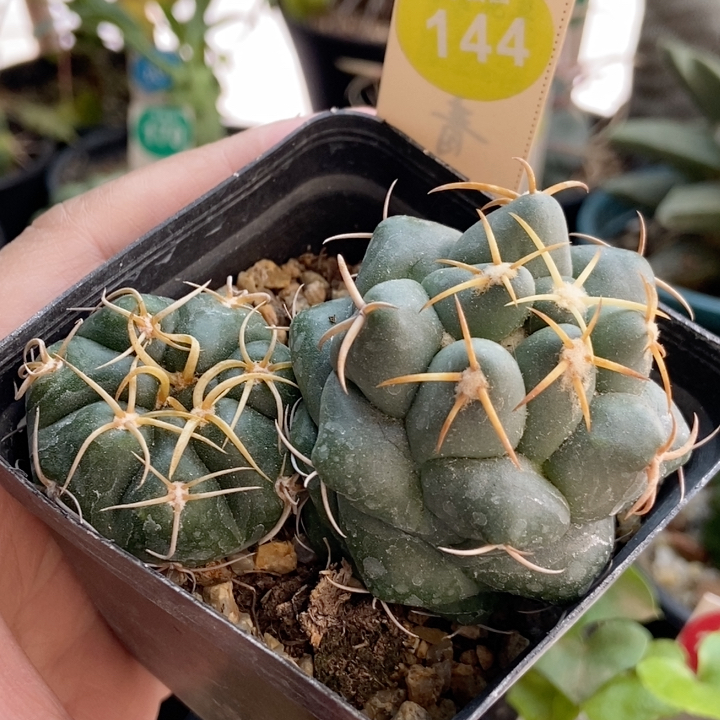 30实生冢原海王加豪刺安宅象牙