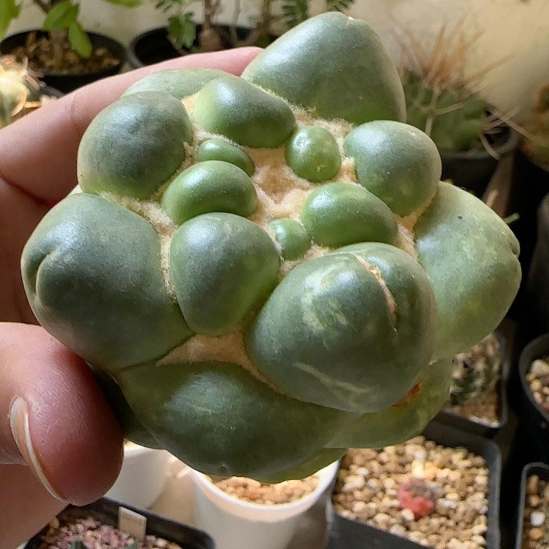 大凸疣无刺象牙萝卜根有小疤