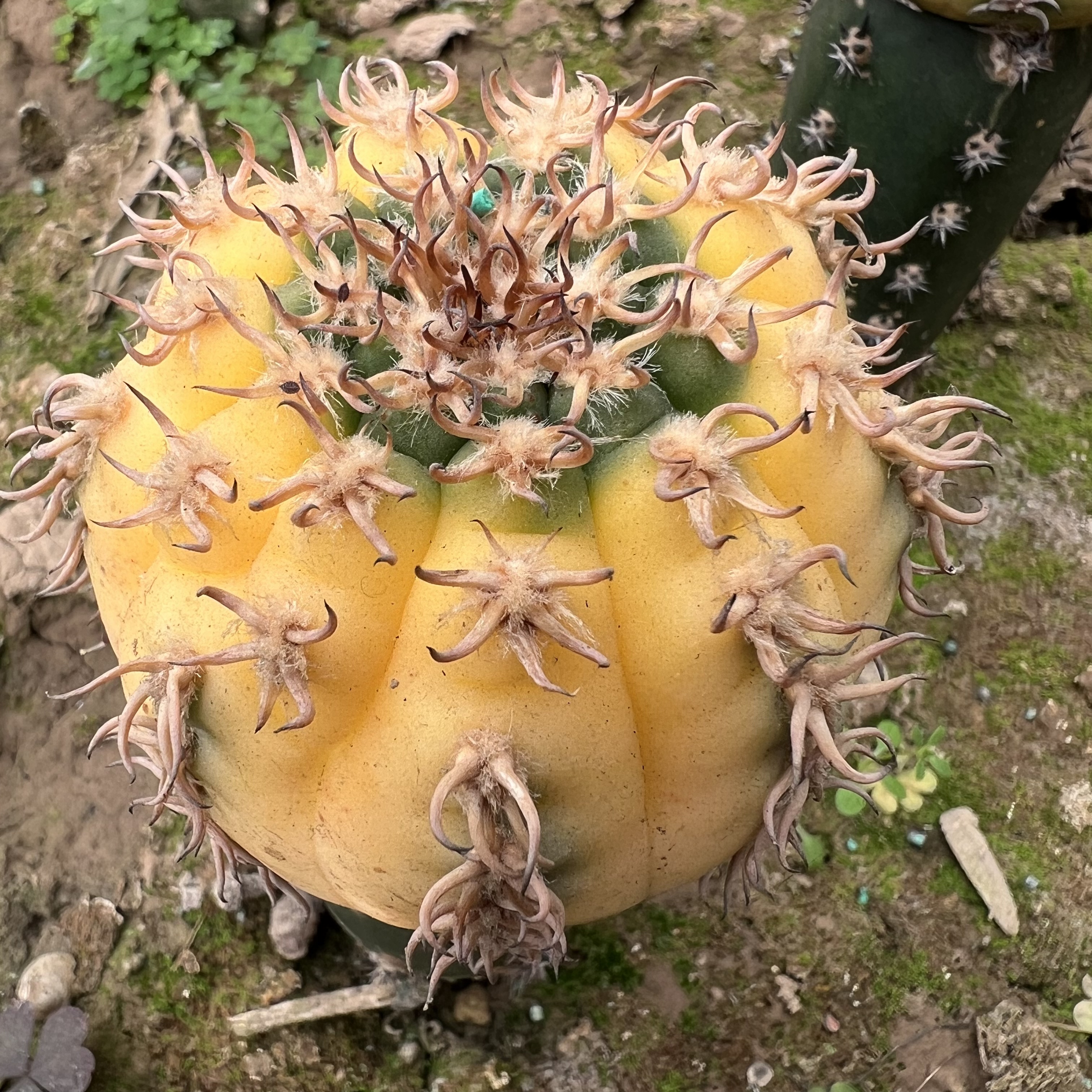 密刺猫爪锦袖蒲嫁接防辐射仙人球多肉植物绿植花卉龙舌兰