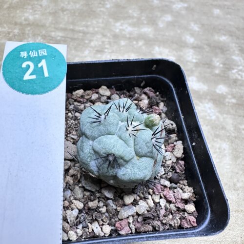 28自根大尤帝王丸2.8cm
