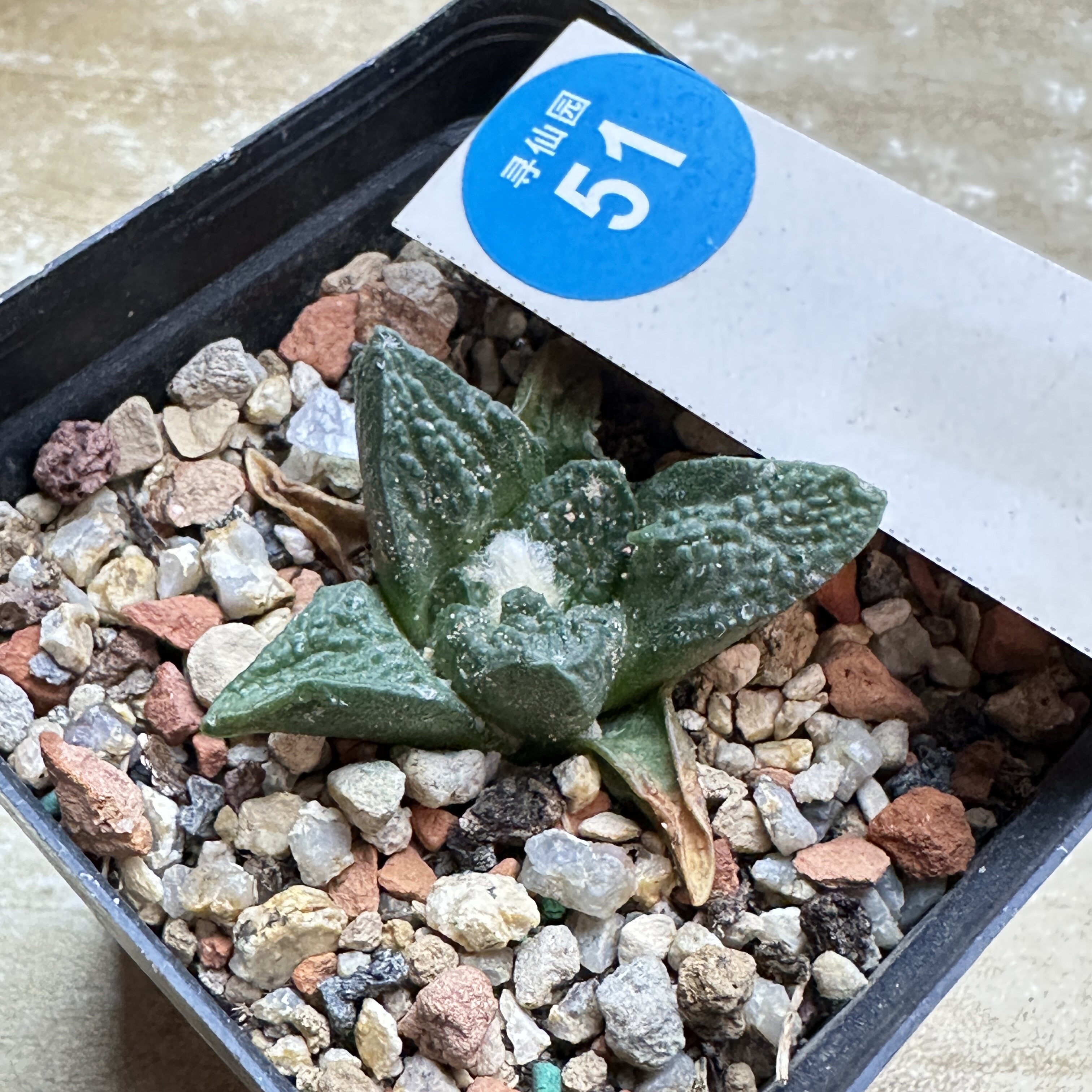 13实生大疣龟甲牡丹4.1cm