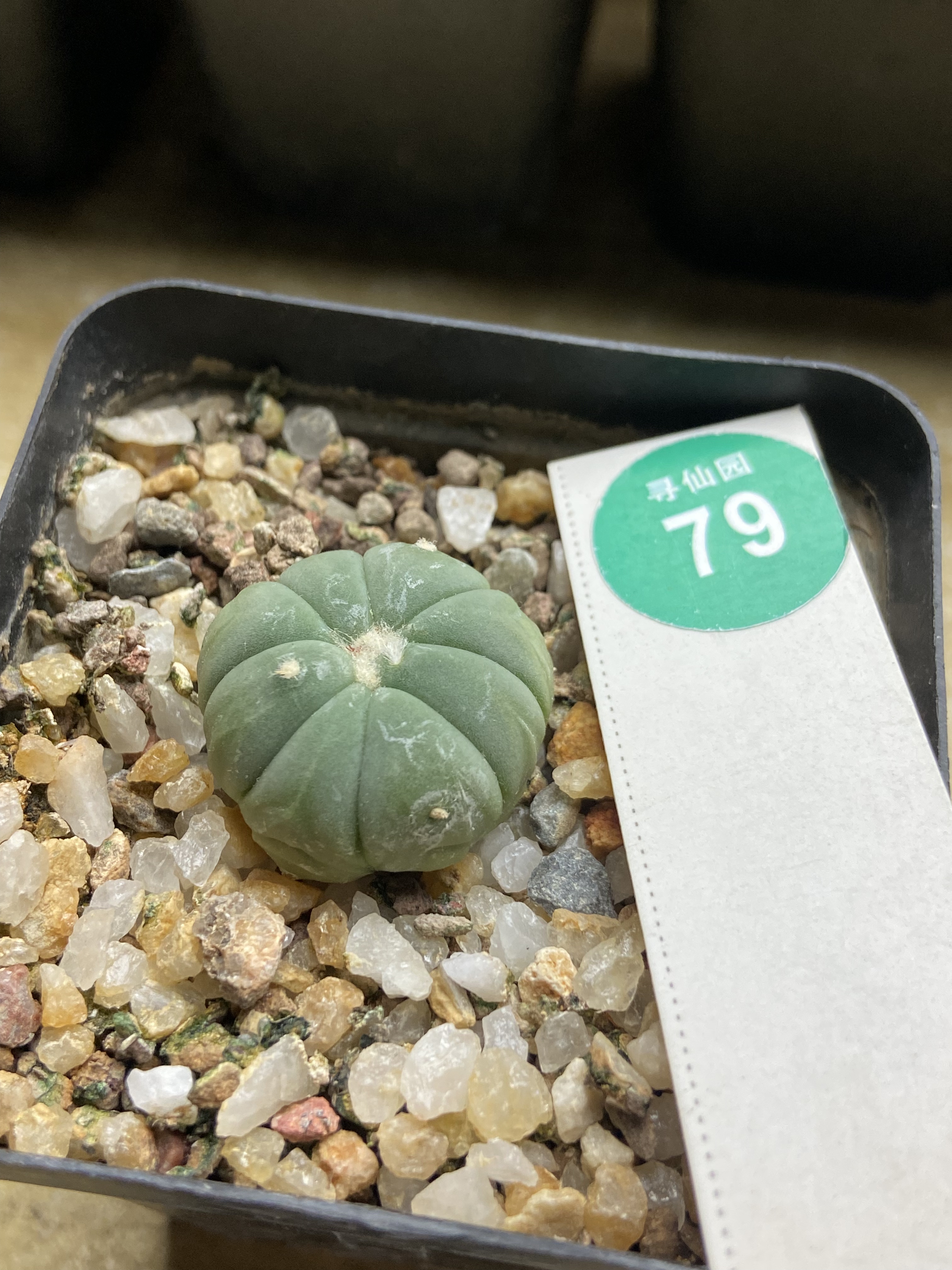 3实生无刺翠平丸2.5cm