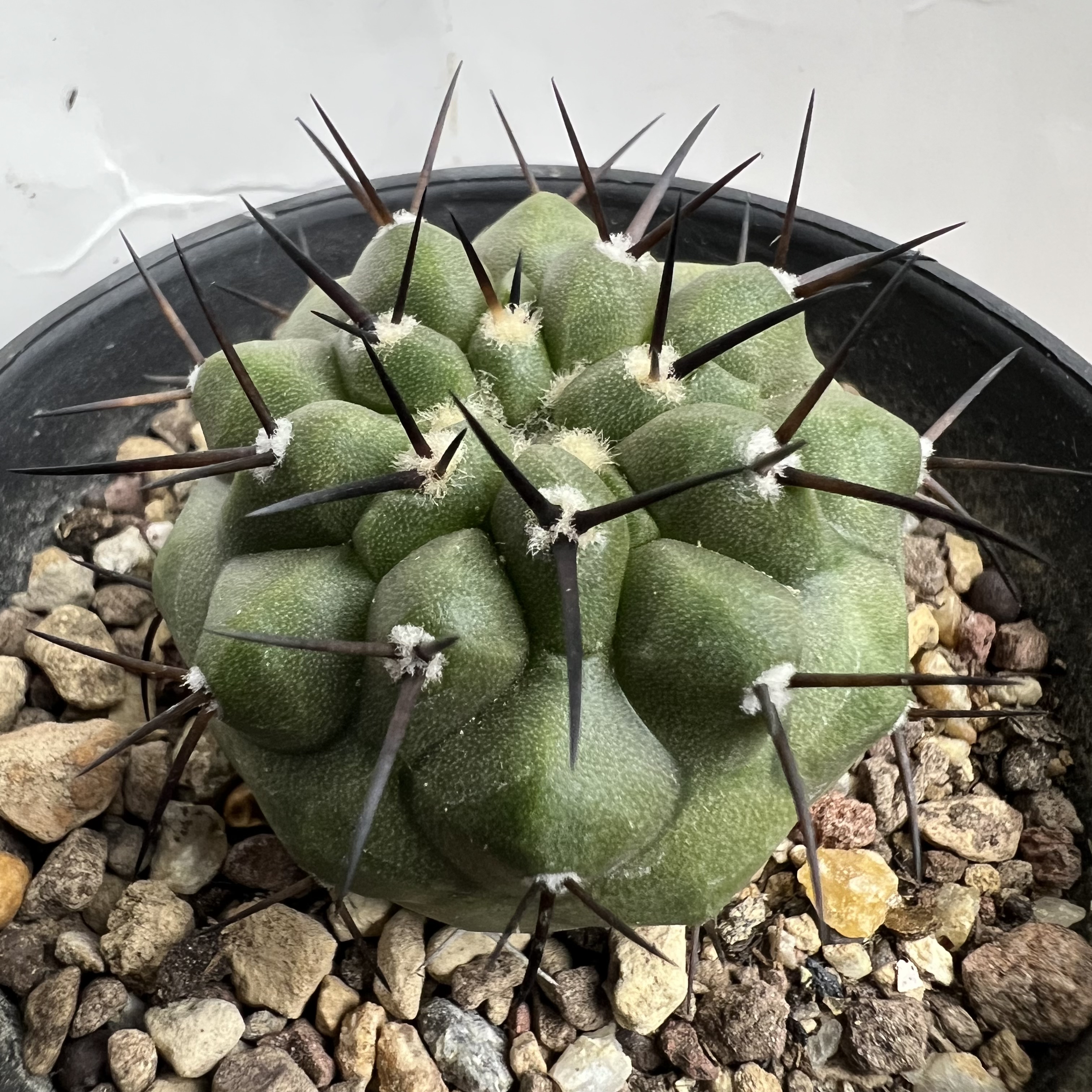 短豪刺黑王丸实生防辐射仙人球块根多肉植物绿植盆栽花卉