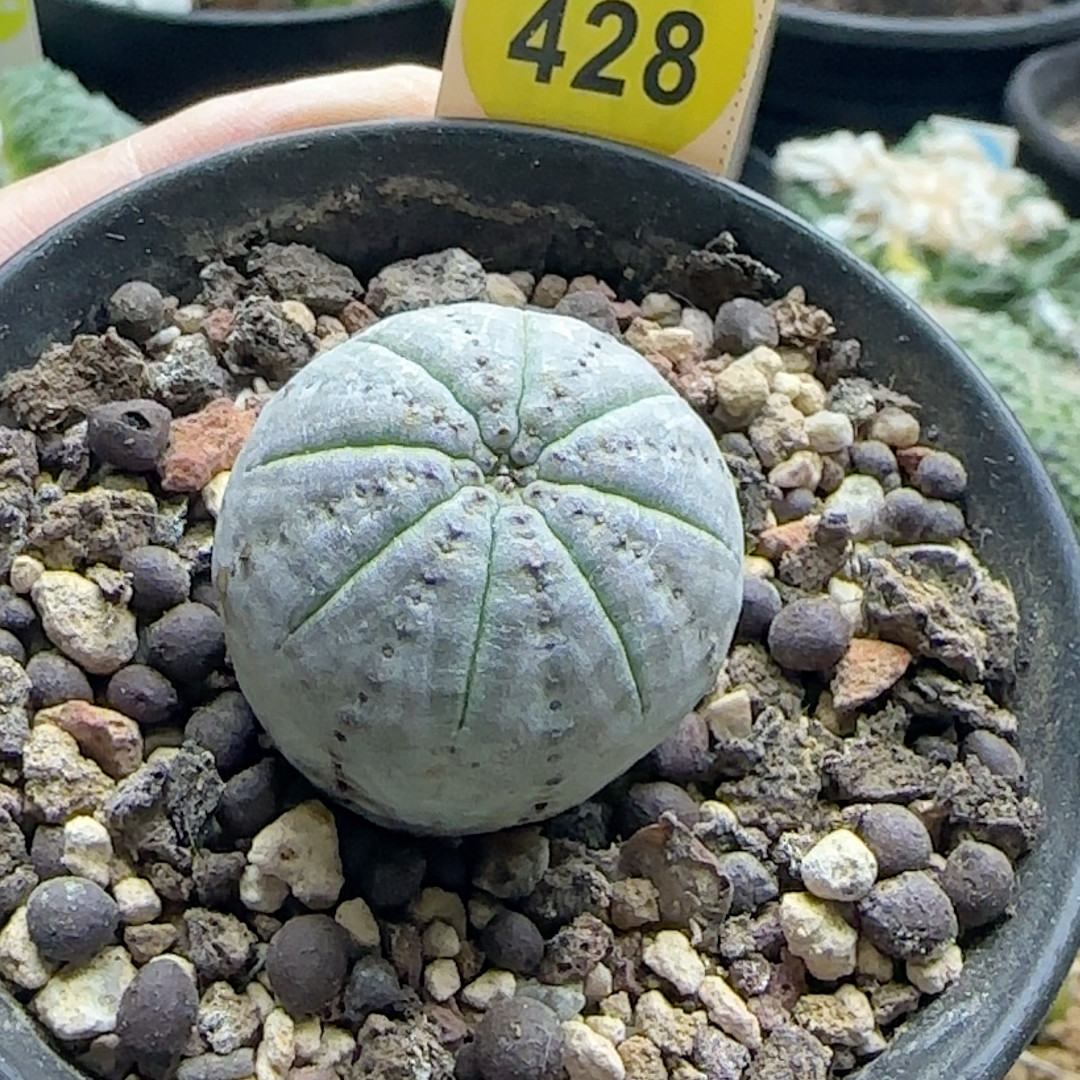 16自根特白肌神玉布纹球3cm