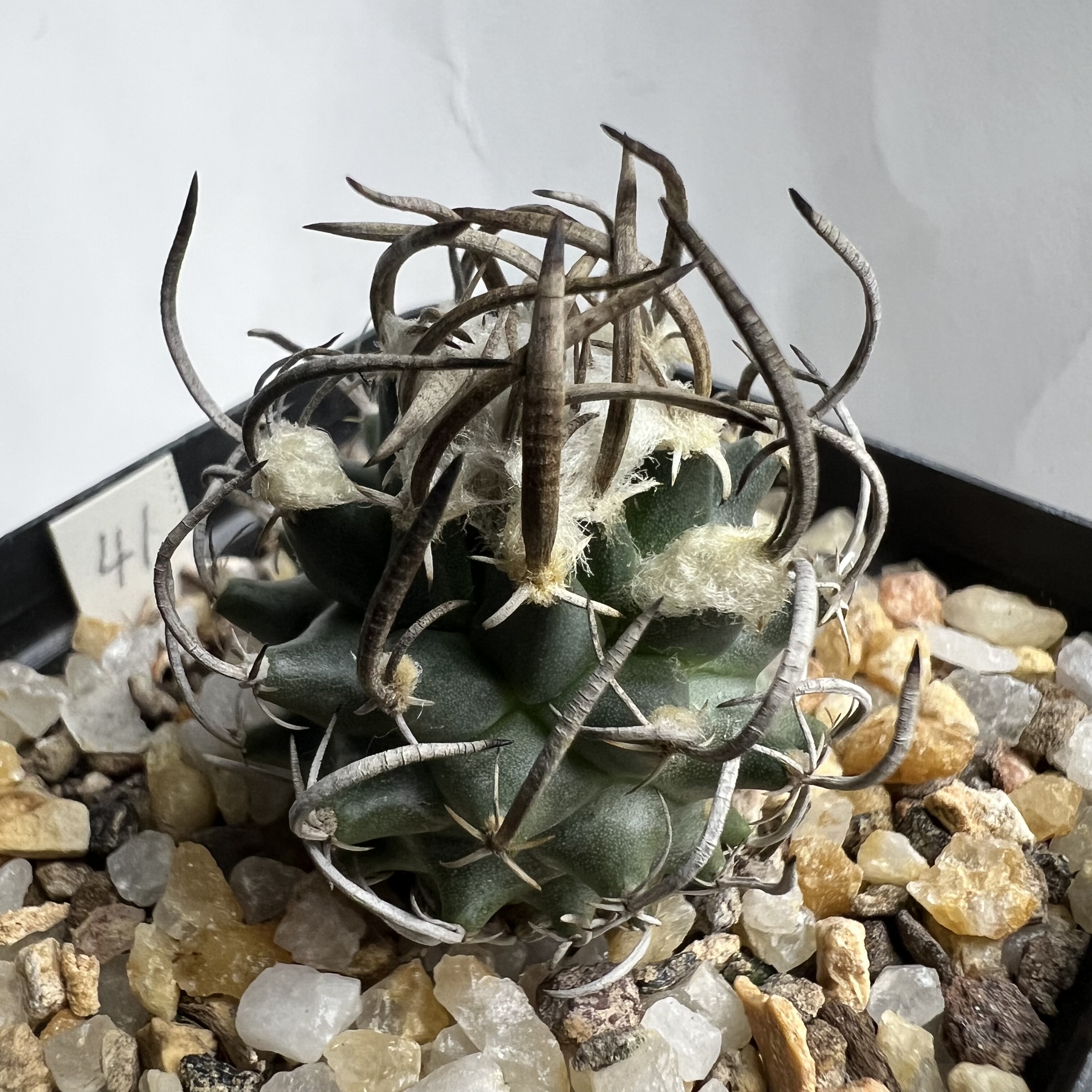 密刺升龙丸娇丽实生防辐射仙人球块根多肉植物绿植盆栽花卉