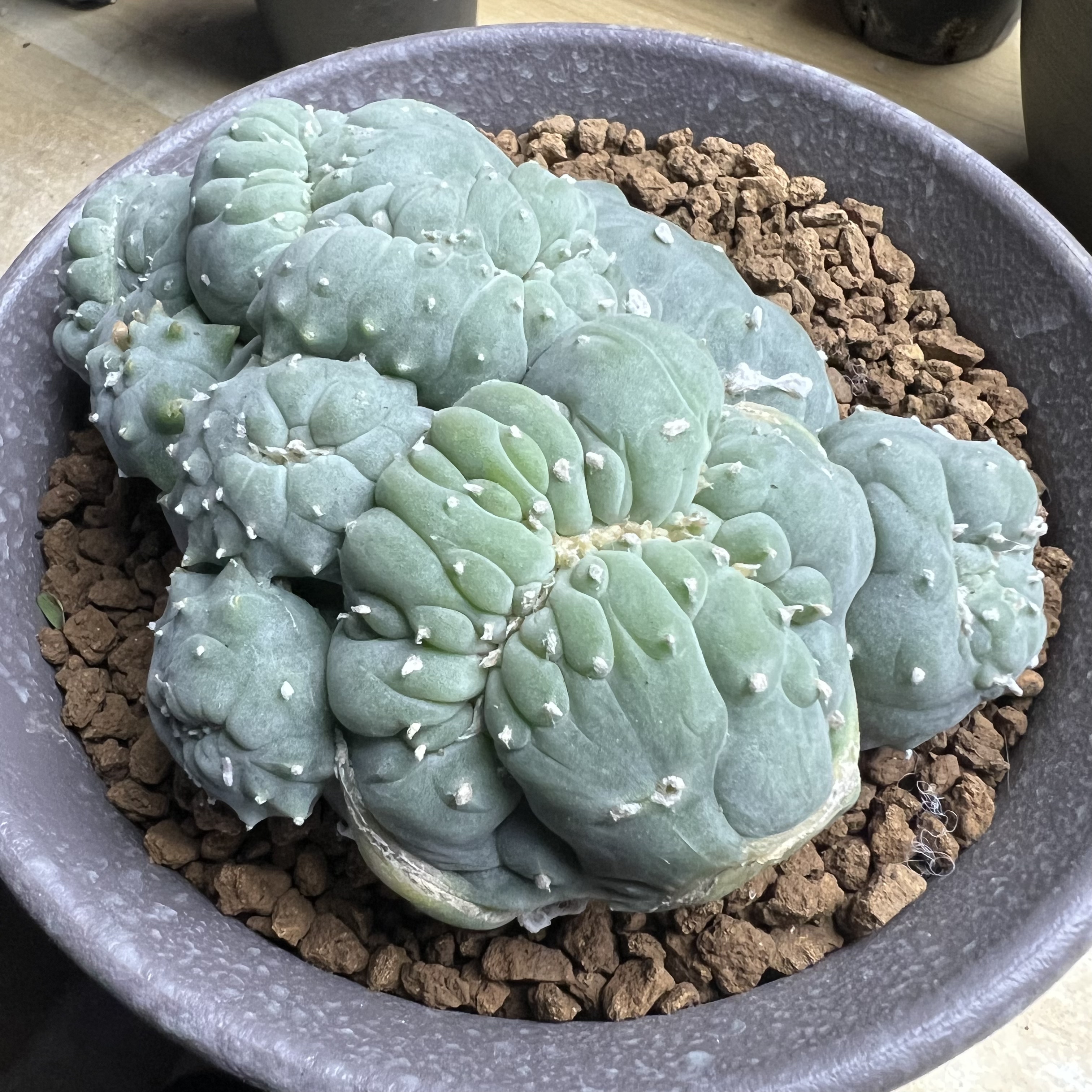 萝卜根角疣海鲜缀13厘米左右化防辐射仙人球块根多肉植物绿植盆栽