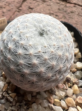 白鸟实生防辐射仙人球块根多肉植物绿植盆栽花卉龙舌兰