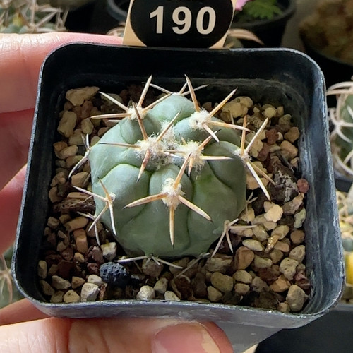26实生顶花大祥冠3.1cm